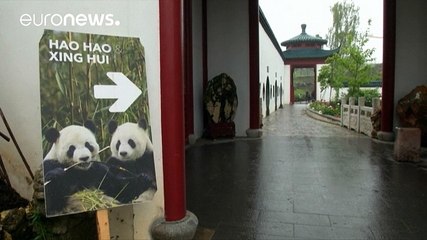 الباندا الصينية "هاوْ هاوْ" تُندب ذَكرًا في حظيرة حيوانات بلجيكية