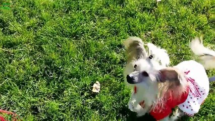 Cute Dogs Saying  I Love You  Compilation 2013