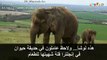 ماذا يحدث عندما يشعر الفيل بألم الأسنان؟ في 15 ثانية - BBC Arabic_(new)