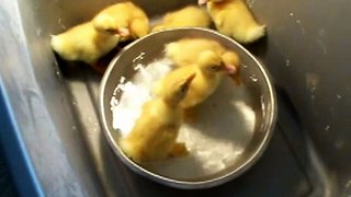 ducks, baby peking,  in water less than 3 days old, hatched from eggs in incubator.MOV