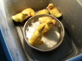ducks, baby peking,  in water less than 3 days old, hatched from eggs in incubator.MOV