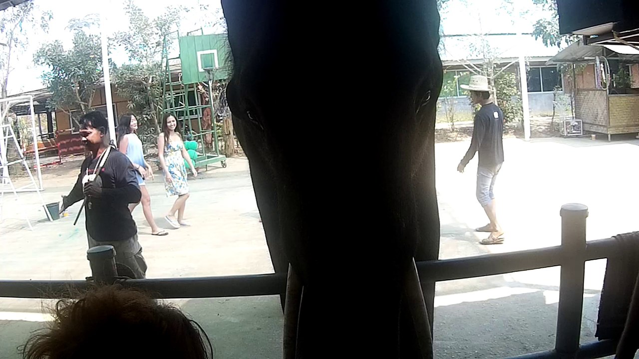 Tourists Dance with Elephants to Gangnam Style