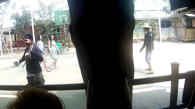 Tourists Dance with Elephants to Gangnam Style