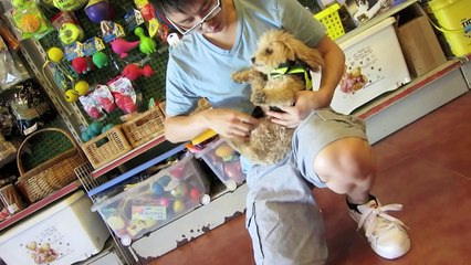 Cute doggies learn to SWIM!
