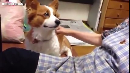 Cute Dogs Demanding Petting Compilation 2014 [NEW]