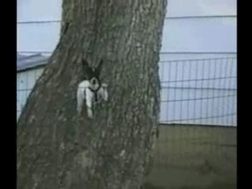 Smartdog