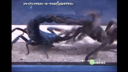 Scorpion kills tarantula