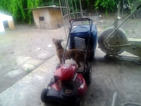 My Red-Nose Pit-Pig Bull Gulping Raindrops Weirdly