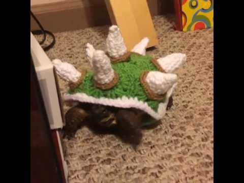Cute Tortoise Wearing Hand-Knitted Bowser Sweater