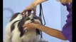 Shih Tzu Grooming | Shih Tzu Face Grooming - Top Knot