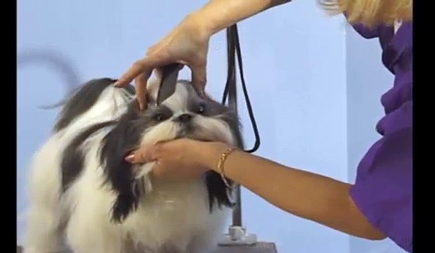 Shih Tzu Grooming | Shih Tzu Face Grooming - Top Knot
