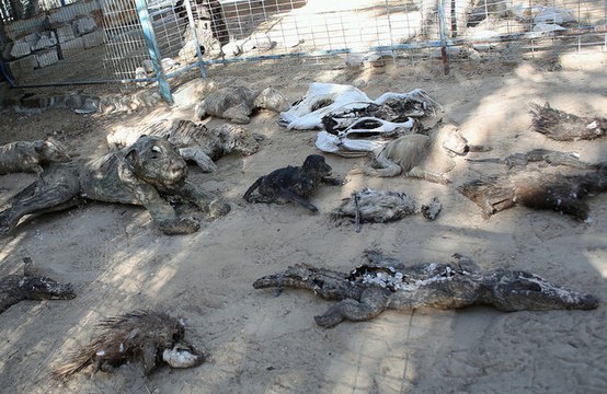 Gaza zoo displays dead mummified animals, now forced to sell its 11 remaining animals