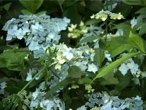 Le jardin des Hortensias à Varengeville-sur-mer