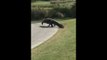 Resident Alligator Casually Walks Across Golf Course