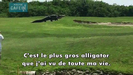 Un alligator géant se balade sur un terrain de golf en Floride