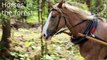 10 HORSE SOUNDS | Horses Neighing, Galloping and More HD Sound Effects