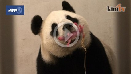 Panda China lahirkan anak di Belgium