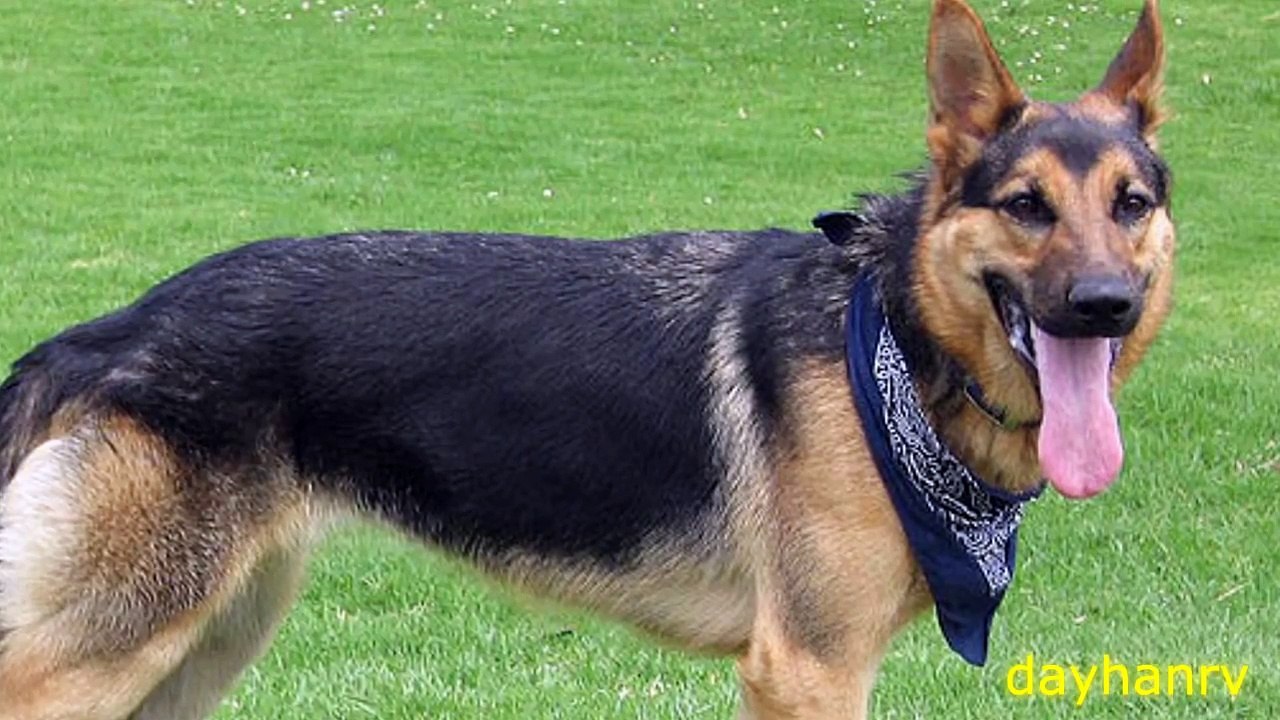 DOGS BARKING | 10 Dog Breeds Barking HD Sound Effect