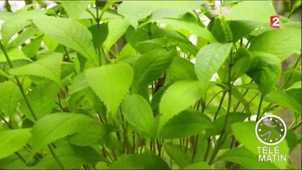 Jardin - Misez sur l’ombre au jardin - 2016/06/03
