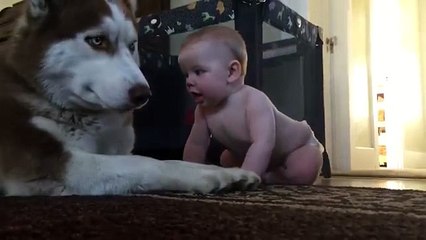 trop fun le bébé et le husky