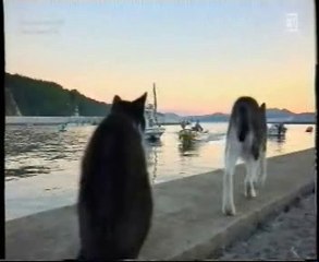 Iriomote: La isla de los gatos