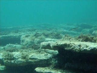 Diaporamas photos sous-marines