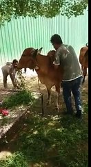 The Way We Were Desi Cow Milk Delhi A2 Milk Delhi NCR