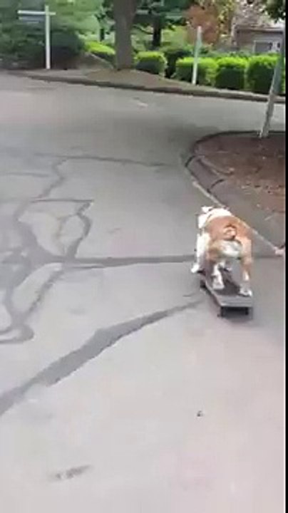 Ce bouledogue ride son Skateboard comme Tony Hawk !