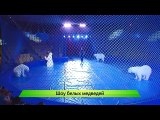 サーカスの四頭のホッキョクグマのキーロフ公演リハーサル (Jun. 2  2016)