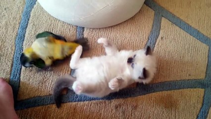 Cute Cat playing with a parrot