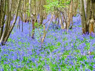 Taoheedi Naat Nesheed Zikar Ha Unka Aalim Fahad Shah