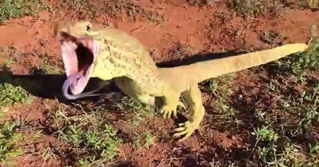 Crazy Lizard jumps over the Camera Man