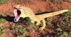 Crazy Lizard jumps over the Camera Man