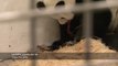 Naissance d'un bébé panda filmée en belgique. Tellement mignon et si rare