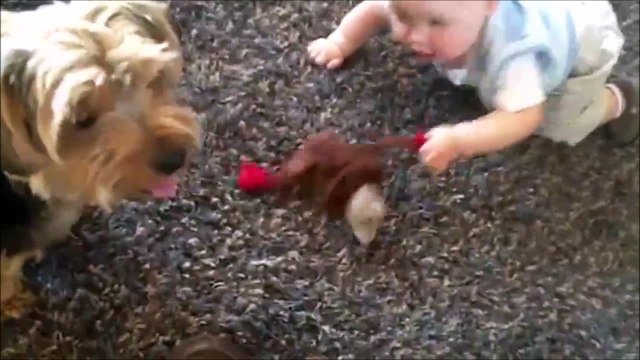 Tir à la corde sauvage : bébé VS chien