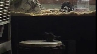 Rumba, the Drumming Sparrow