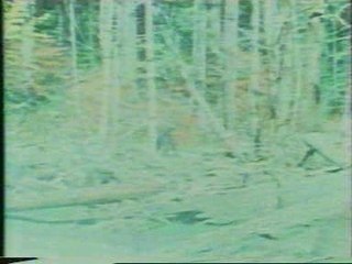 Bigfoot by Roger Patterson - 1967 Calfornia