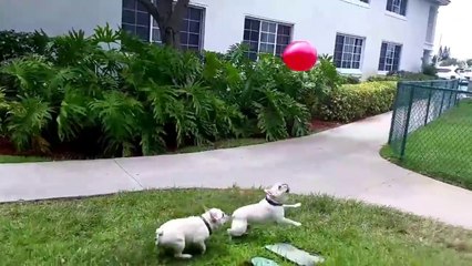 French Bulldogs Chasing Balloons