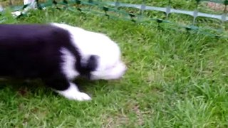 Tia Nifty puppies 2008 video 24