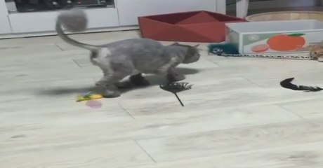 Стильный и игривый кот !