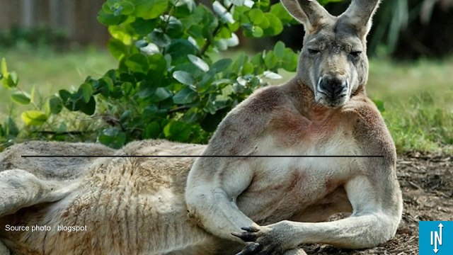 18 images hilarantes d'animaux qui se la jouent thug life