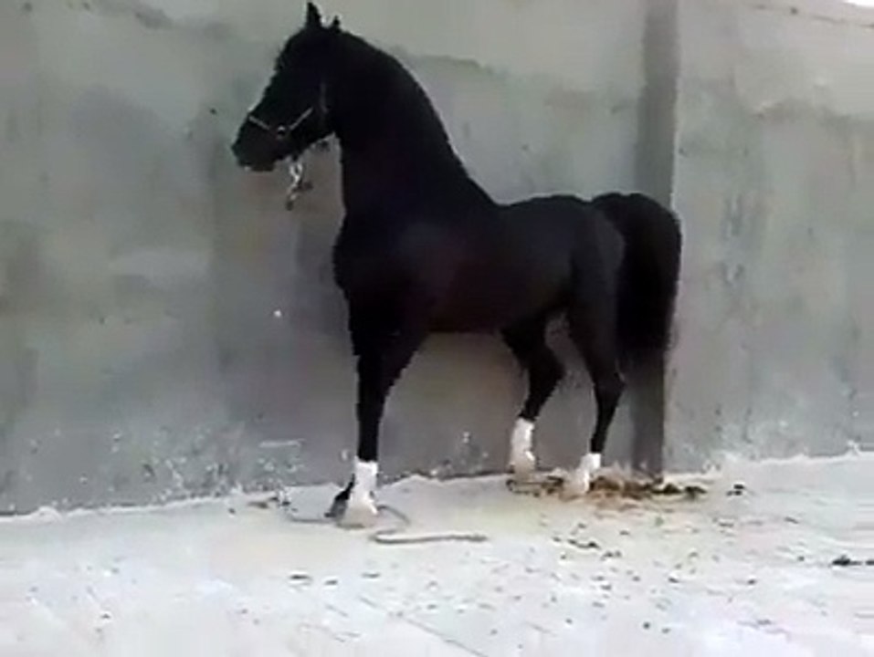 "..Horse Dance in Music.." - Adnan Ali Abbas
