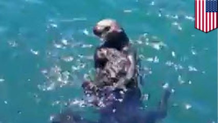 Sea otter pup reunited with mom in heartwarming moment