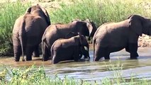 Elephants crossing the river- Emhosheni RIver Lodge