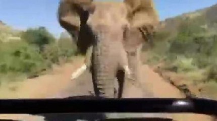 Arnold Schwarzenegger'i fil kovaladı