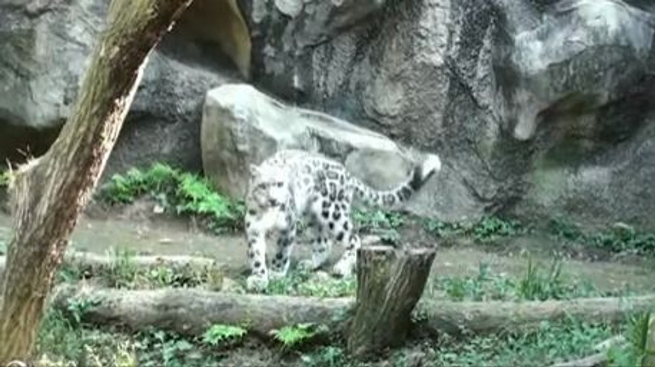 Un léopard des neiges fait une rotation a 360 degrés en sautant contre un mur