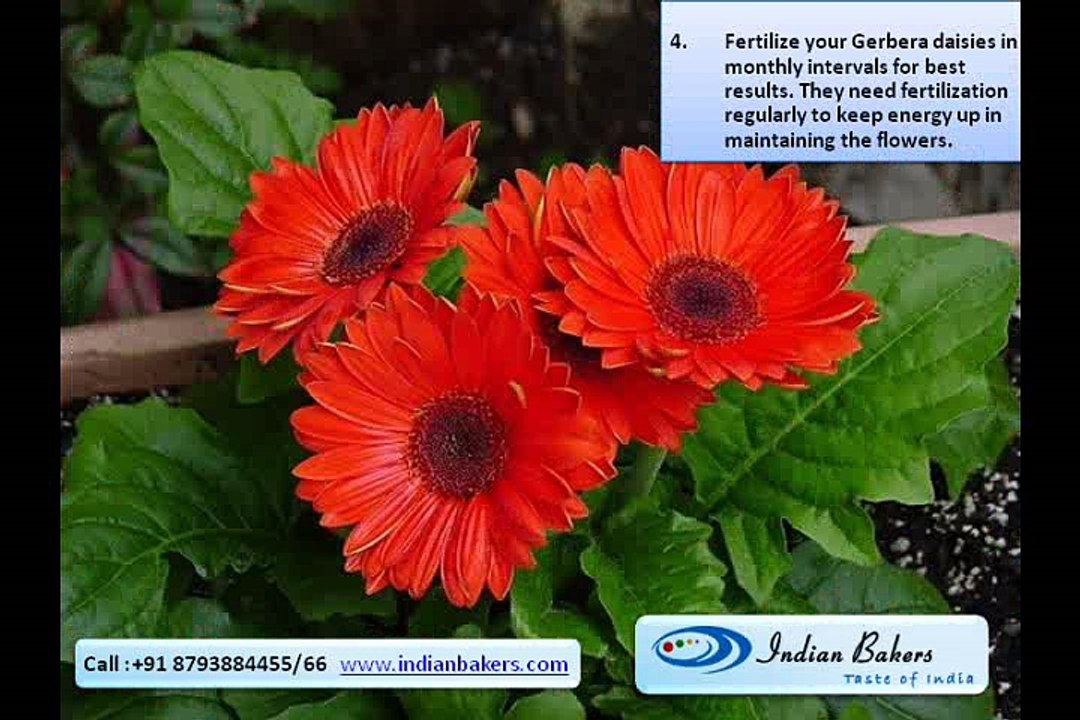 Tips on How to Grow Gerbera Flowers?