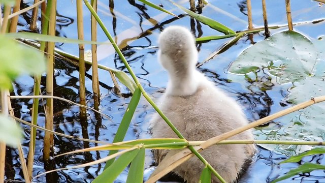 Лебеди с потомством (2016)