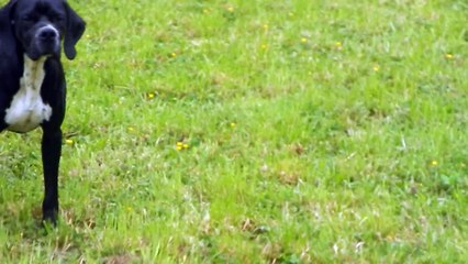 La braize dit Lucky des Bords du Yar