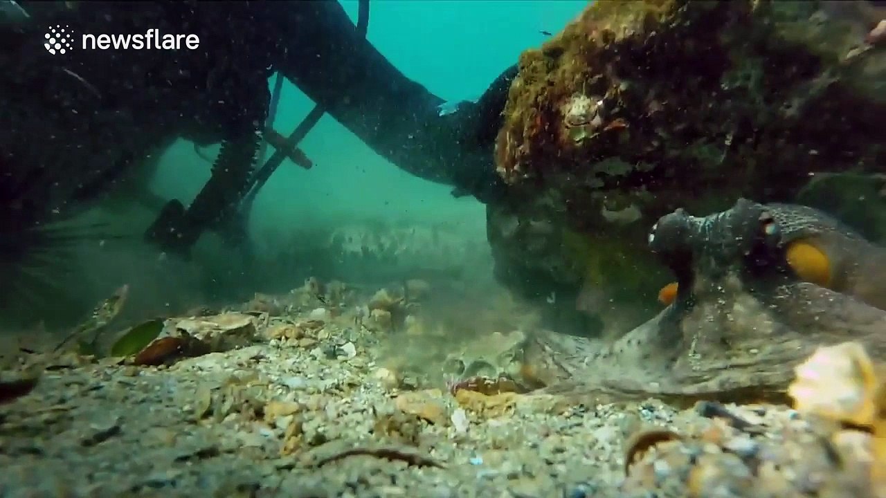 Curious octopus steals GoPro to 'take a selfie'